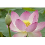 Hình tượng hoa sen trong văn hóa Việt Nam